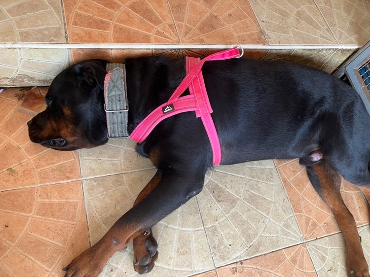 ขายลูก Rottweiler พ่อแม่มี Ped เต็มใบ 36 วัน หน้าสั้น โครงใหญ่ รูปที่ 2