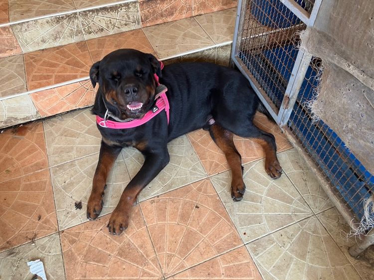 ขายลูก Rottweiler พ่อแม่มี Ped เต็มใบ 36 วัน หน้าสั้น โครงใหญ่