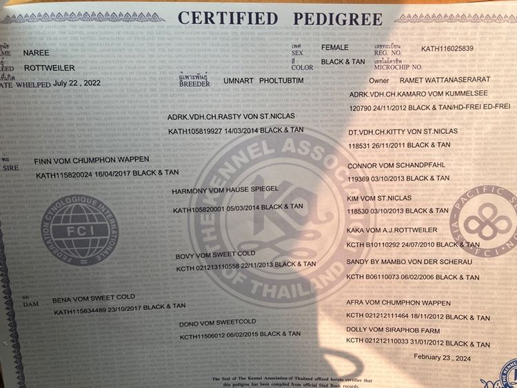 ขายลูก Rottweiler พ่อแม่มี Ped เต็มใบ 36 วัน หน้าสั้น โครงใหญ่ รูปที่ 5