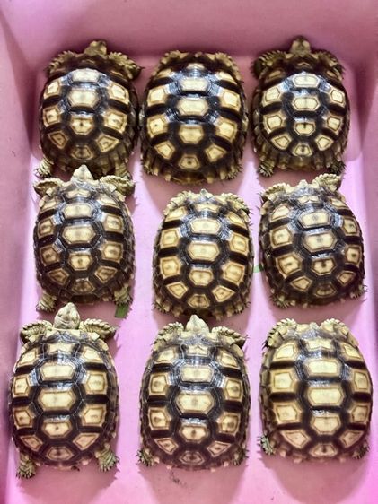 เต่าซูคาต้า