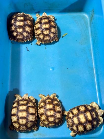 เต่าซูคาต้า รูปที่ 2