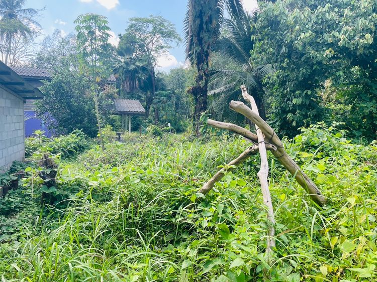 ที่ดินเปล่า85ตารางวาตำบลกระบี่น้อยเมืองกระบี่ รูปที่ 2