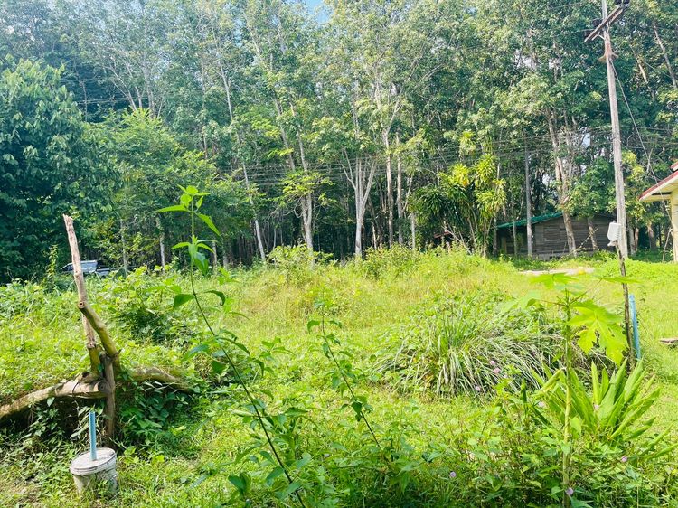 ที่ดินเปล่า85ตารางวาตำบลกระบี่น้อยเมืองกระบี่