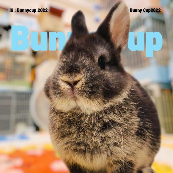 กระต่าย ND รูปที่ 4