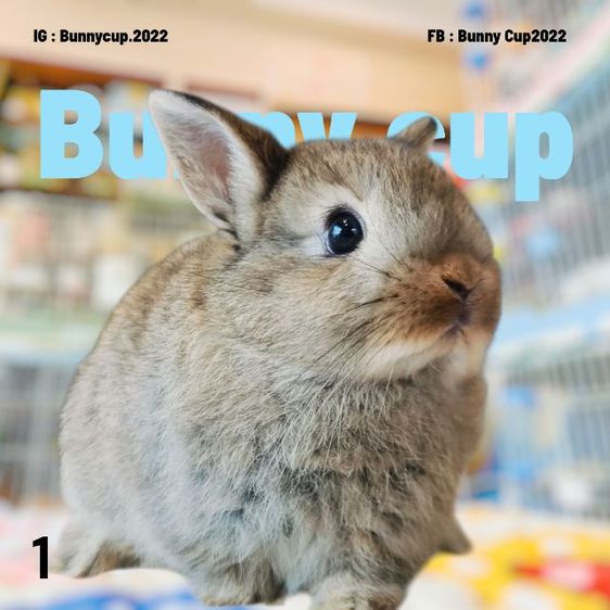 กระต่าย ND รูปที่ 5