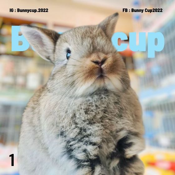 กระต่าย ND รูปที่ 6