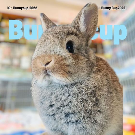 กระต่าย ND รูปที่ 9