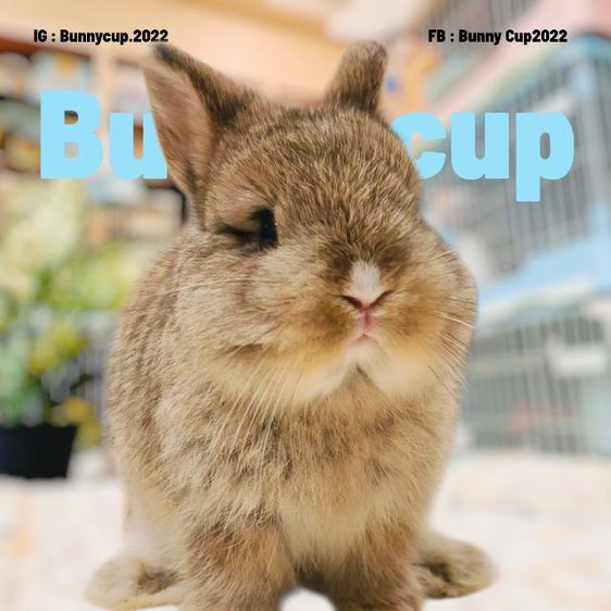 กระต่าย ND รูปที่ 8