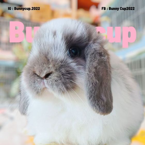 กระต่าย HL รูปที่ 17