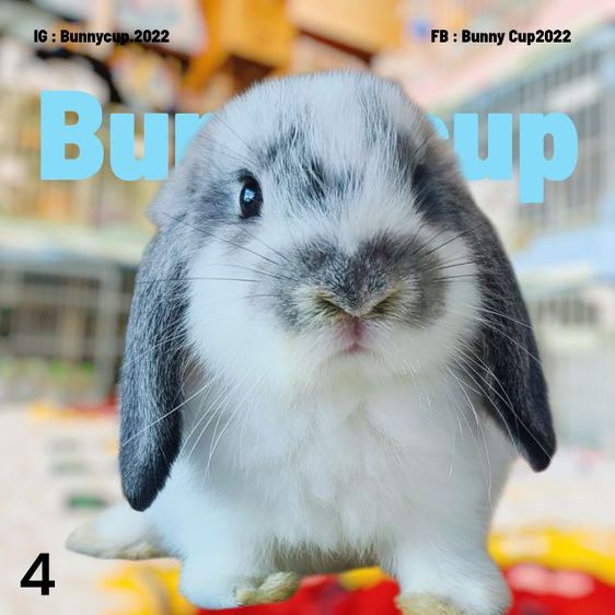 กระต่าย HL รูปที่ 5