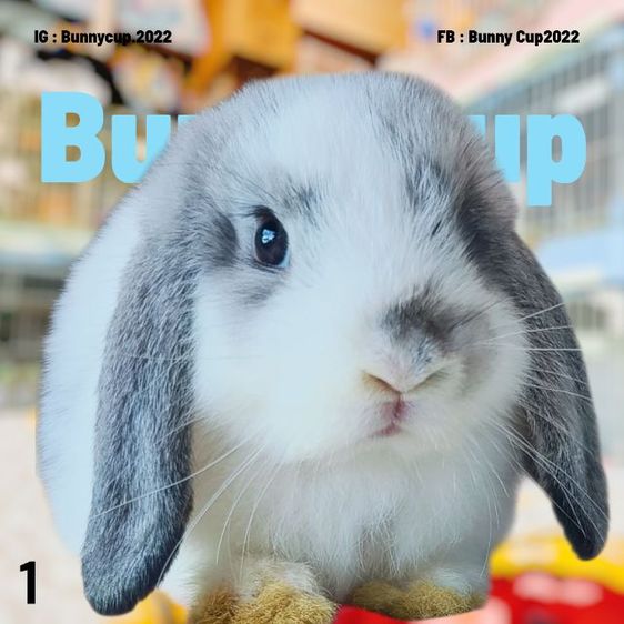 กระต่าย HL รูปที่ 8