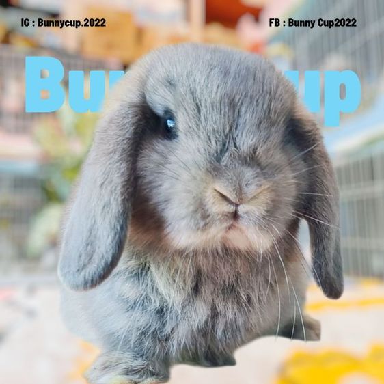 กระต่าย HL รูปที่ 18