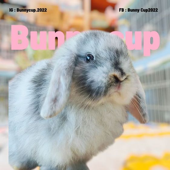 กระต่าย HL รูปที่ 15