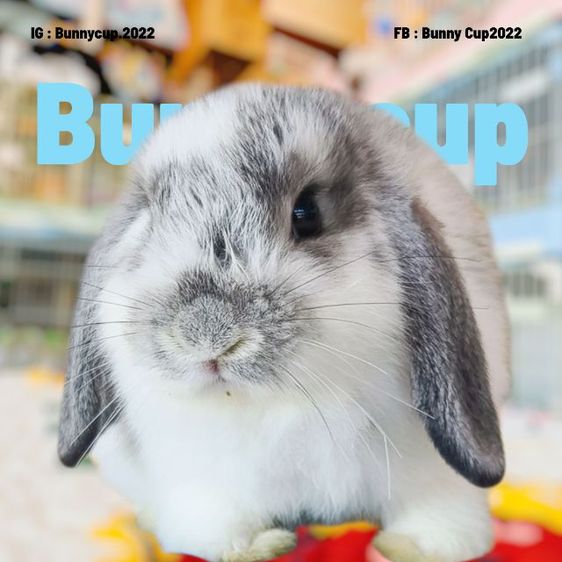 กระต่าย HL รูปที่ 2