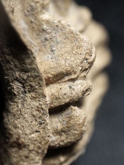 พระรอดลำพูนพิมพ์ใหญ่เนื้อโทนขาวครับ รูปที่ 7