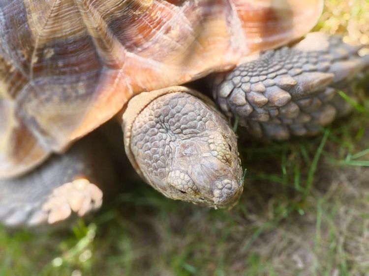 เต่าบกซูคาต้า (ไม่ทราบเพศ) รูปที่ 7