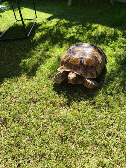 เต่าบกซูคาต้า (ไม่ทราบเพศ) รูปที่ 10