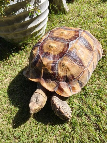 เต่าบกซูคาต้า (ไม่ทราบเพศ) รูปที่ 2