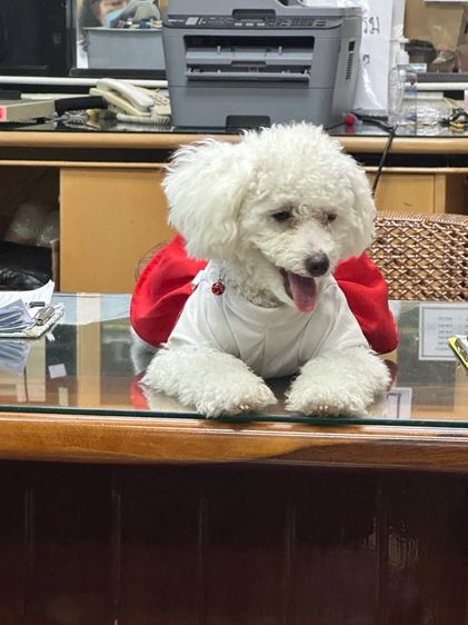 พุดเดิลทอย รูปที่ 4