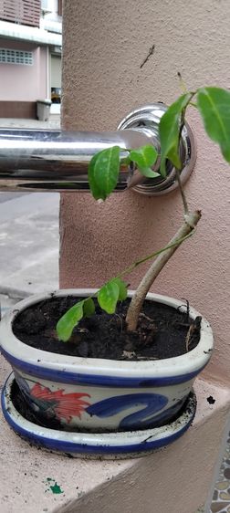 แจกต้นไม้ฟรี รูปที่ 9