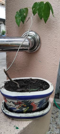 แจกต้นไม้ฟรี รูปที่ 10