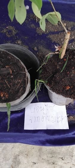 แจกต้นไม้ฟรี รูปที่ 11