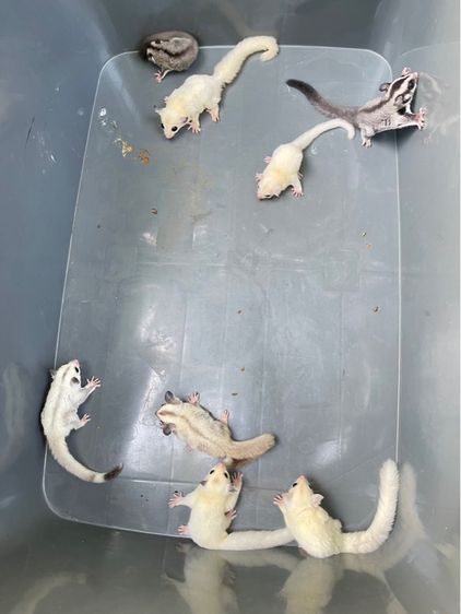 ชูการ์ไรเดอร์ราคาถูกสุดๆ รูปที่ 2