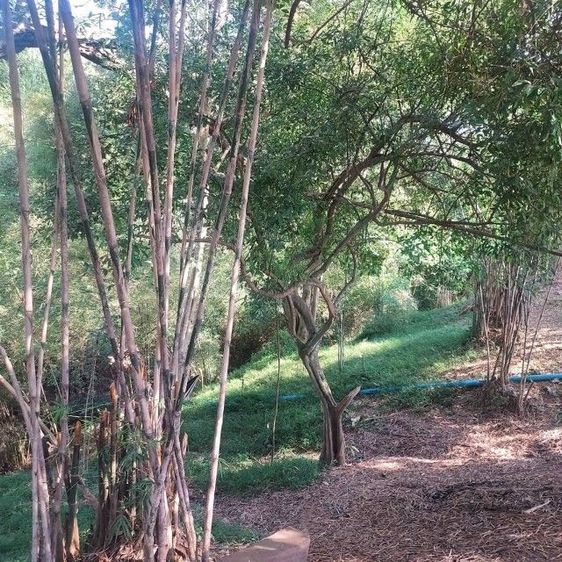 ไม่ใช่ ที่ดินเปล่าให้เช่าด้านหลังติดคลอง รูปที่ 4