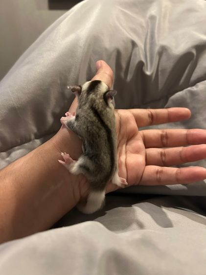 ชูก้า รูปที่ 3