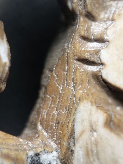 คลาสสิคครับแต่หางชำรุดตามภาพครับ รูปที่ 18