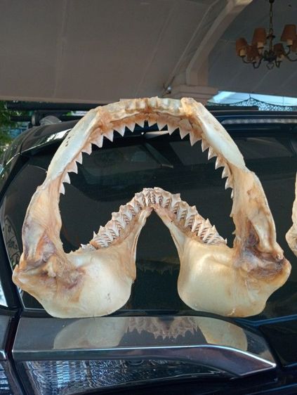 แท้เก่าโบราณขนาดใหญ่สภาพเยี่ยมครบทุกชิ้น รูปที่ 14