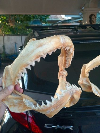 แท้เก่าโบราณขนาดใหญ่สภาพเยี่ยมครบทุกชิ้น รูปที่ 13