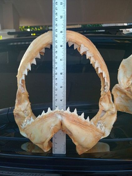 แท้เก่าโบราณขนาดใหญ่สภาพเยี่ยมครบทุกชิ้น รูปที่ 2