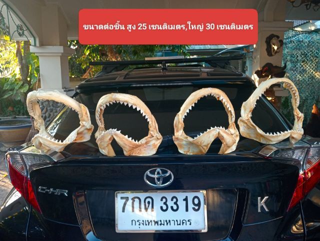 แท้เก่าโบราณขนาดใหญ่สภาพเยี่ยมครบทุกชิ้น