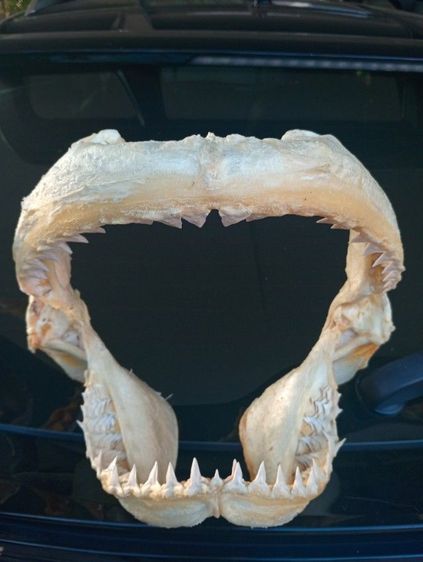 แท้เก่าโบราณขนาดใหญ่สภาพเยี่ยมครบทุกชิ้น รูปที่ 7