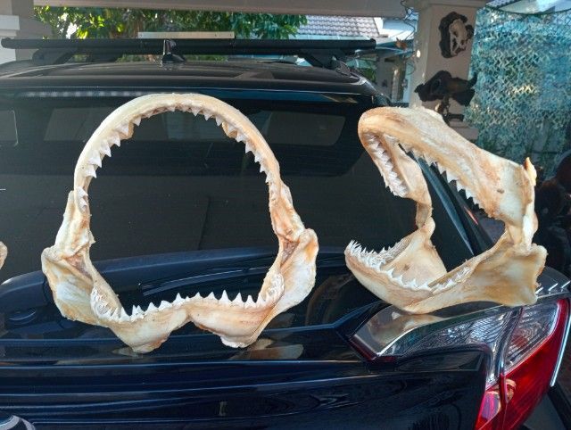 แท้เก่าโบราณขนาดใหญ่สภาพเยี่ยมครบทุกชิ้น รูปที่ 10