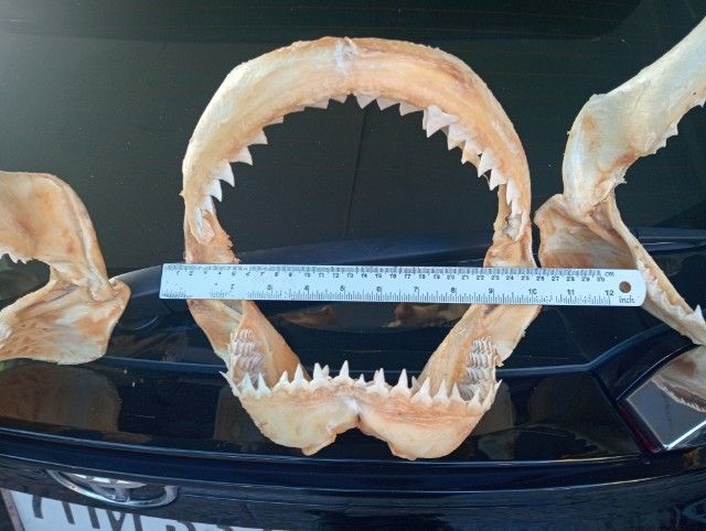 แท้เก่าโบราณขนาดใหญ่สภาพเยี่ยมครบทุกชิ้น รูปที่ 8