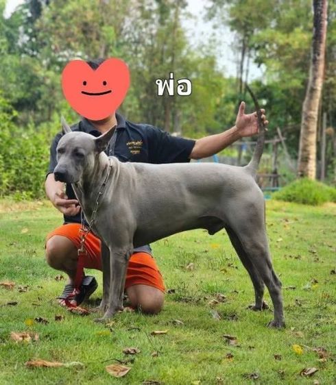 ลูกสุน้ขไทยหลังอานแท้ สายเลือดดี รูปที่ 3