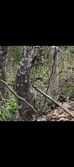 ขายที่โฉนดครึ่งไร่ริมแม่น้ำวังราคาถูก 1,000,000 บาท ใกล้ติดวิทยาลัยอาชีวศึกษาเถินเทคโนโลยี ลำปาง แถมที่ดินโฉนด อ.แม่ทะ ลำปาง ฟรีอีก 1 ไร่
 รูปที่ 18