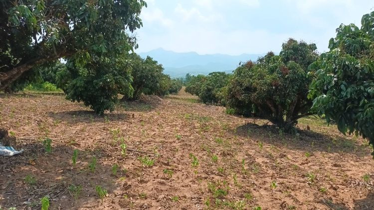 ที่ดินสวนลำไย อ.พร้าว 16 ไร่ 2งาน 24 วา ติดถนนโครงการ