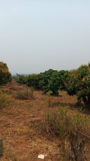 ที่ดินสวนลำไย อ.พร้าว 16 ไร่ 2งาน 24 วา ติดถนนโครงการ รูปที่ 3