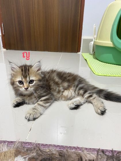 เปอร์เซียแท้ รูปที่ 2