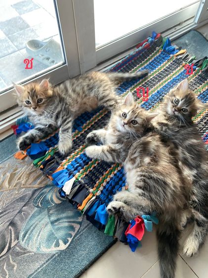 เปอร์เซียแท้ รูปที่ 3