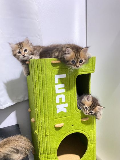 เปอร์เซียแท้ รูปที่ 4