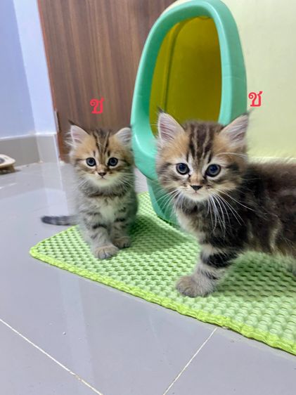 เปอร์เซียแท้