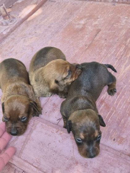 ดัชชุน หลากสี รูปที่ 7