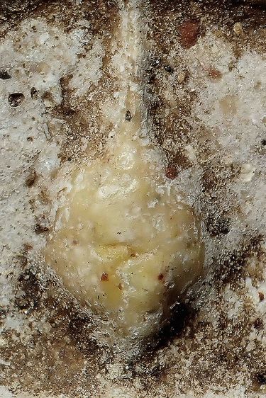 พระสมเด็จ รูปที่ 2