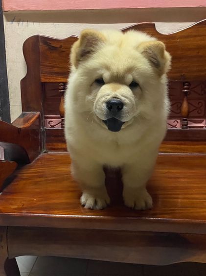 เชาว์เชาว์ รูปที่ 2