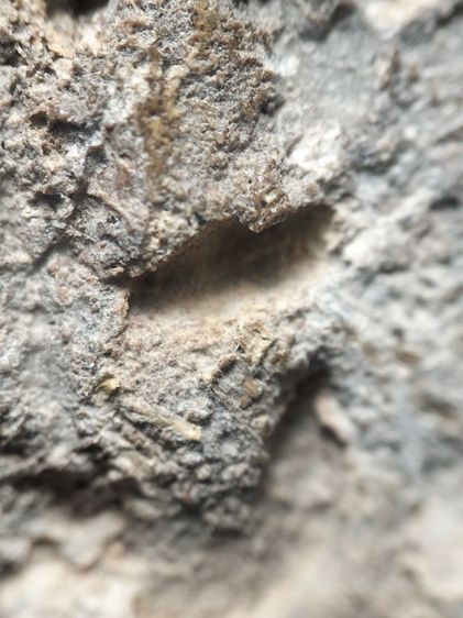 พระสมเด็จครับไม่ได้ล้างเลย รูปที่ 10