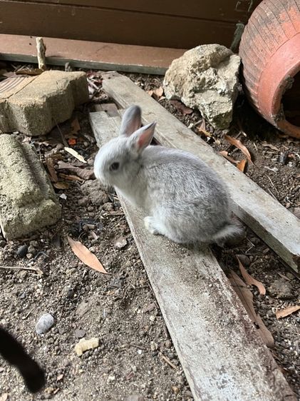 กระต่ายnd รูปที่ 3